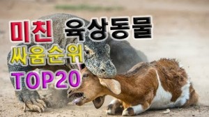 호랑이도 이겼다! 미친 육상동물 일대일 싸움 전투력 순위 TOP20 썸네일 ..