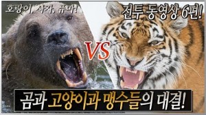 곰 vs 고양이과 맹수들의 목숨 건 대결! 전투 영상 6편! 호랑이, 사자, 퓨마!&..