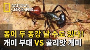 화학물질로 무장한 개미 부대 VS 골리앗 개미 썸네일 이미지