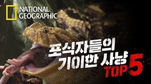 포식자들의 놀랍고 기이한 사냥 장면 모음 TOP 5｜내셔널지오그래픽 썸네일..