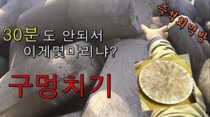 나이제 통발안해!! 구멍치기로 잠깐동안 이게몇마리냐  썸네일 이미지