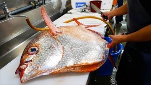 일본 거리 음식 - 거대한 개복치 해물 썸네일 이미지